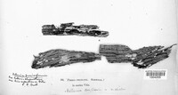 Porotheleum pruinatum image